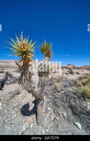 Desert plants in detail with vibrant blue sky Stock Photo