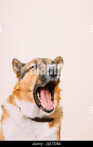 Portrait of yawning mixed-breed mongrel dog with open mouth, sticking out his tongue. Mixed-breed mongrel dog close up portrait. Isolated on white Stock Photo