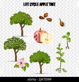 Apple tree life cycle transparent set realistic vector illustration Stock Vector