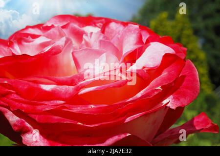 Macro closeup of beautiful one single soft red, pink and white rose flower petals, blurred garden background Stock Photo