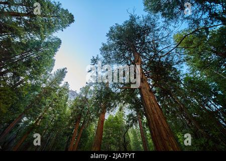 Beautiful vibrant spring forest looking up at large pine trees Stock Photo