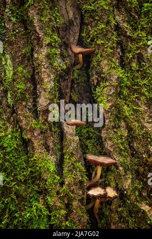 Mushrooms growing on moss covered pine tree in the Upper Peninsula of Michigan Stock Photo
