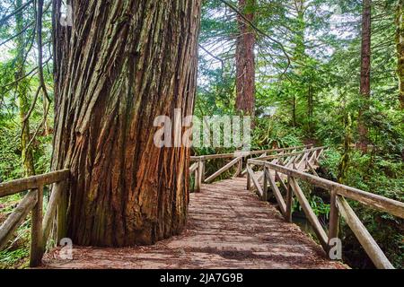 Giant Redwood tree cut into wooden walking path in forest Stock Photo