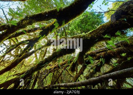 Branches of trees fully covered in moss Stock Photo