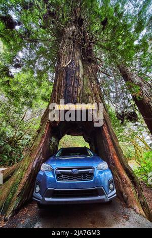 Blue Subaru Crosstrek parked inside Redwood tree in forest Stock Photo