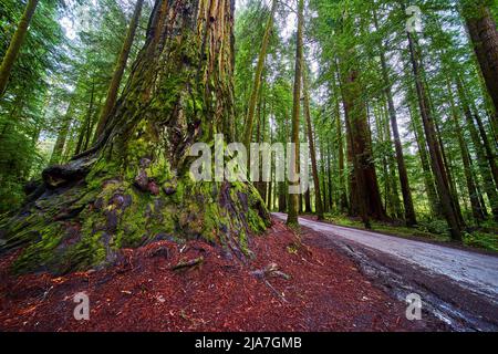 Huge Redwood tree next to gravel road in ancient forest Stock Photo