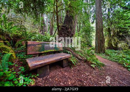 Bench made of wood logs along hiking trail of iconic Redwoods Stock Photo