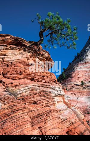 Lone Piñon Pine tree clings to rocks in Zion National Park Stock Photo