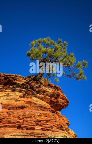 Lone Piñon Pine tree clings to rocks in Zion National Park Stock Photo