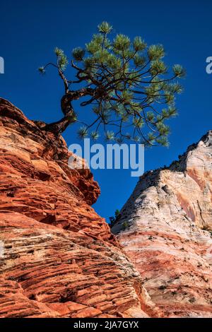 Lone Piñon Pine tree clings to rocks in Zion National Park Stock Photo