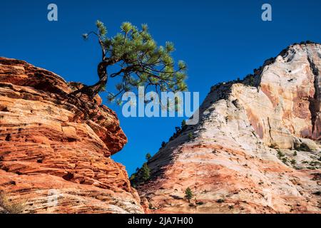 Lone Piñon Pine tree clings to rocks in Zion National Park Stock Photo