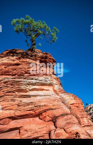 Lone Piñon Pine tree clings to rocks in Zion National Park Stock Photo