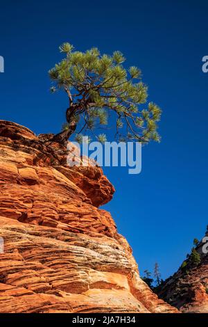 Lone Piñon Pine tree clings to rocks in Zion National Park Stock Photo