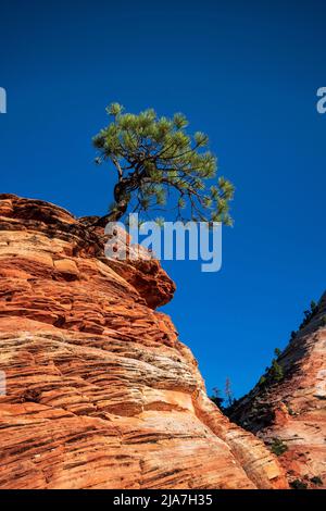 Lone Piñon Pine tree clings to rocks in Zion National Park Stock Photo