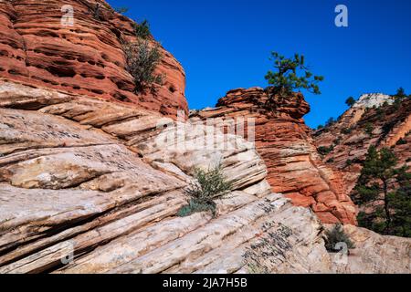 Lone Piñon Pine tree clings to rocks in Zion National Park Stock Photo