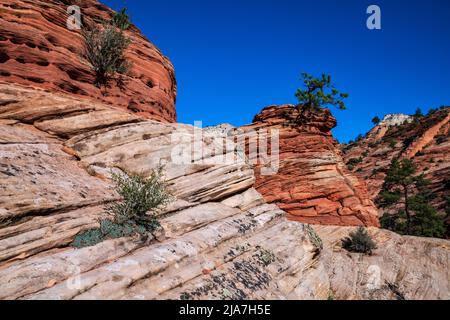 Lone Piñon Pine tree clings to rocks in Zion National Park Stock Photo