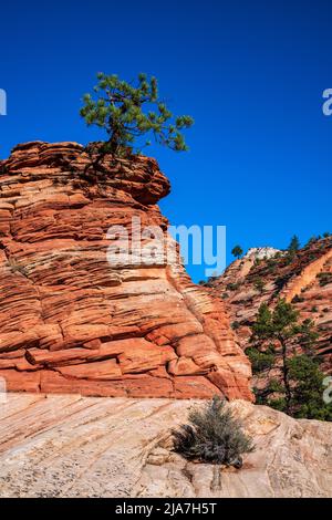 Lone Piñon Pine tree clings to rocks in Zion National Park Stock Photo