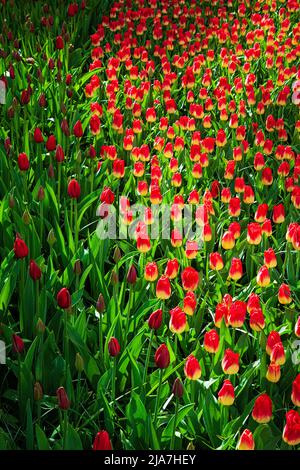 Blooming flowers in Keukenhof park in the Netherlands Stock Photo - Alamy