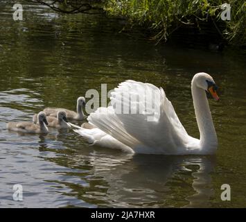 Mute Swan and Sygnets Stock Photo