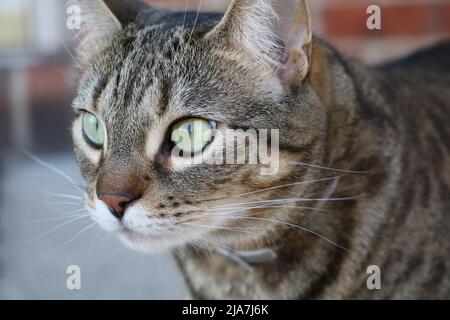 Brown and black domestic tabby cat Stock Photo