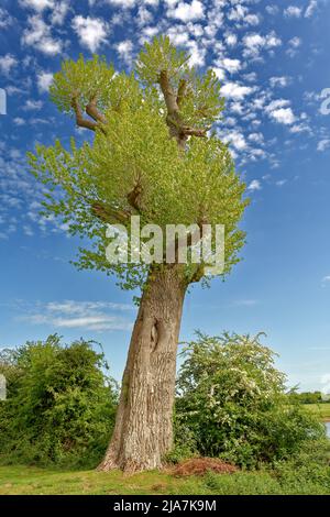 PORT MEADOW OXFORD LARGE POLLARDED TREE ON THE RIVER BANK IN SPRING Stock Photo