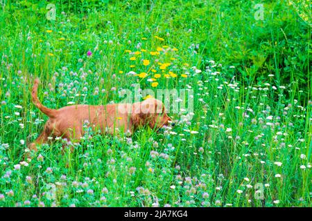 Three month old male English Cocker Spaniel in a green spring meadow ...