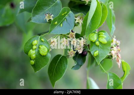 Symptoms of disease or pest infection on pear leaves in an orchard. Stock Photo