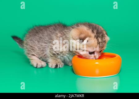 Scottish kitten eats from an orange bowl on a green background Stock Photo
