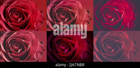 Red Roses Collage Collage of red roses. Large dark red rose on a red background. Closeup ...