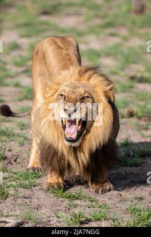 Male lion in Okavango Delta grassland Stock Photo
