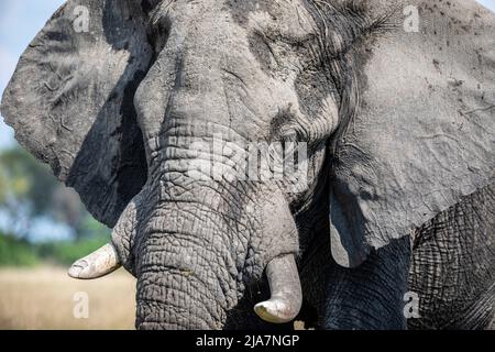 Elephants of the Okavango Delta grassland, Botswana Stock Photo