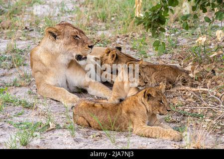 Lion pride of Okavango Delta grassland
