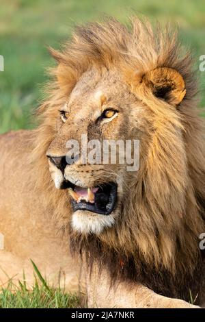 Male lion in Okavango Delta grassland Stock Photo