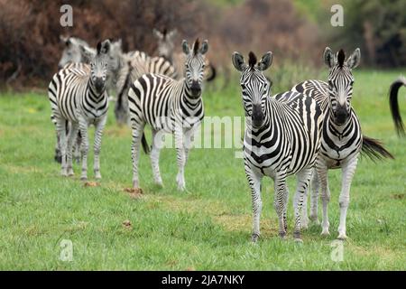 Burchell's Zebras in Okavango Delta grassland Stock Photo