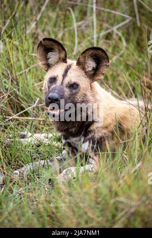 Wild dogs playing in the Okavango Delta river, Botswana Stock Photo