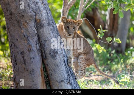 Lion cub attempting to climbs trees in Okavango Delta grassland