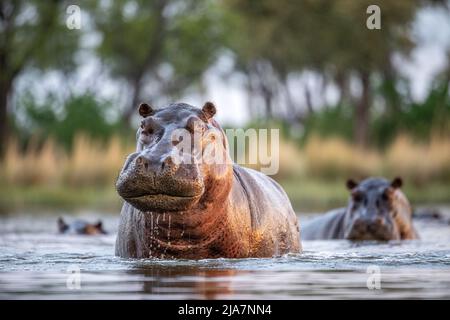 Hippos of Botswana's Okavango Delta Stock Photo