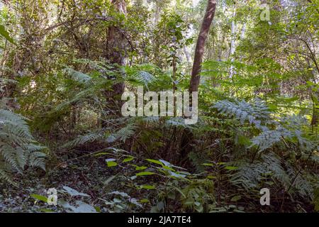 Beautiful Knysna Forest located on the Garden Route of South Africa Stock Photo