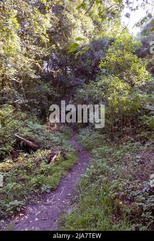 Beautiful Knysna Forest located on the Garden Route of South Africa Stock Photo