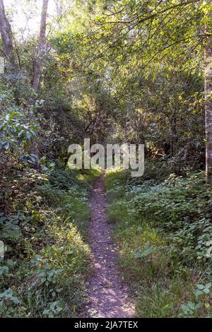 Beautiful Knysna Forest located on the Garden Route of South Africa Stock Photo