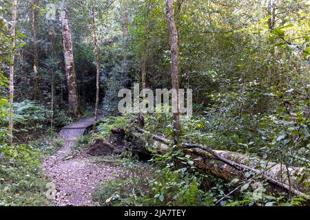 Beautiful Knysna Forest located on the Garden Route of South Africa Stock Photo