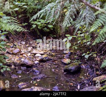 Beautiful Knysna Forest located on the Garden Route of South Africa Stock Photo