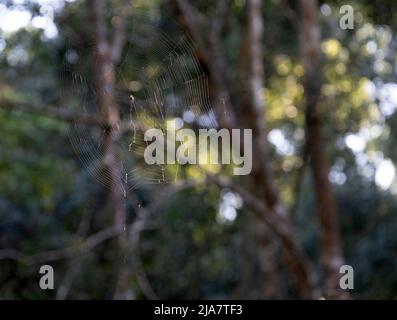 Beautiful Knysna Forest located on the Garden Route of South Africa Stock Photo