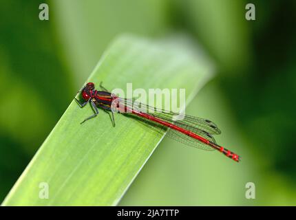 A male large red damselfly (Pyrrhosoma nymphula) sitting on a reed. Stock Photo