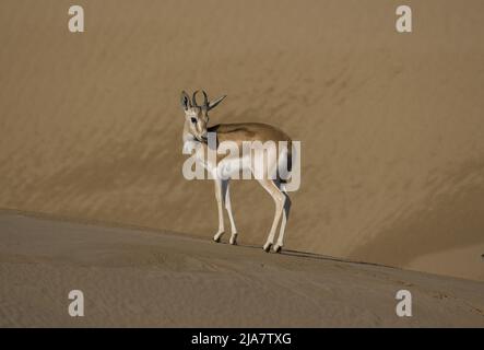 The rhim gazelle or rhim (Gazella leptoceros), also known as the slender-horned gazelle, African sand gazelle or Loder's gazelle Stock Photo