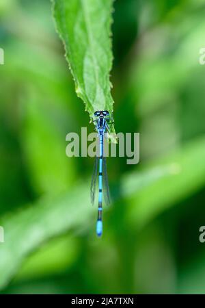 A male azure damselfly (Coenagrion puella) sitting on a green leaf. Stock Photo