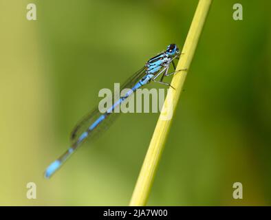 A male azure damselfly (Coenagrion puella) sitting on a reed. Stock Photo