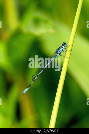 A male azure damselfly (Coenagrion puella) sitting on a reed. Stock Photo