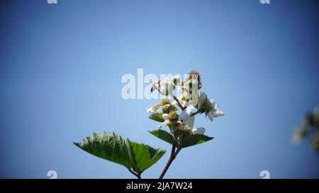 Bees on white raspberry flowers Stock Photo