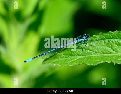A male azure damselfly (Coenagrion puella) sitting on a green leaf. Stock Photo